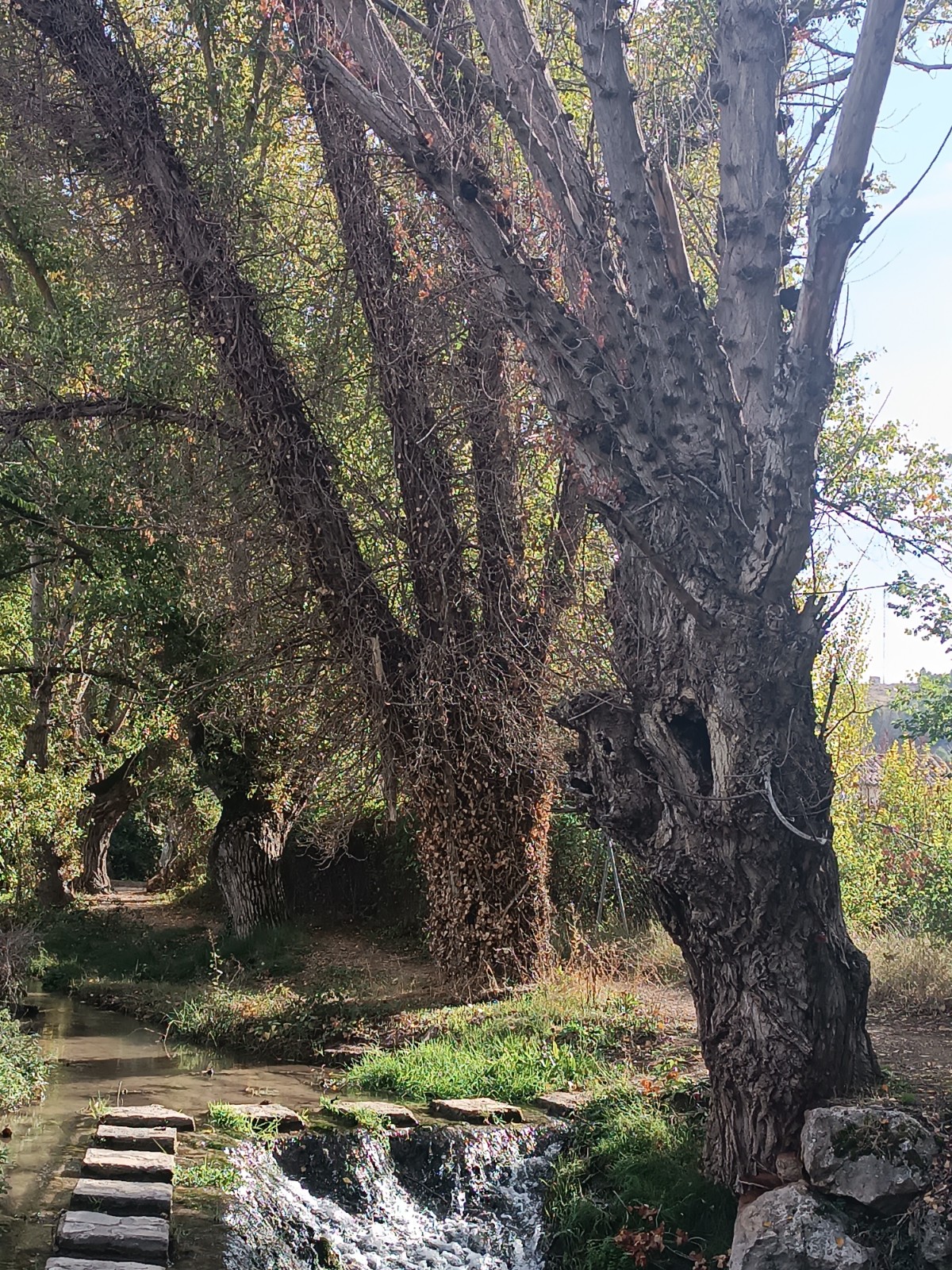 Apertura sendero en el Río Calvache de Barajas de Melo