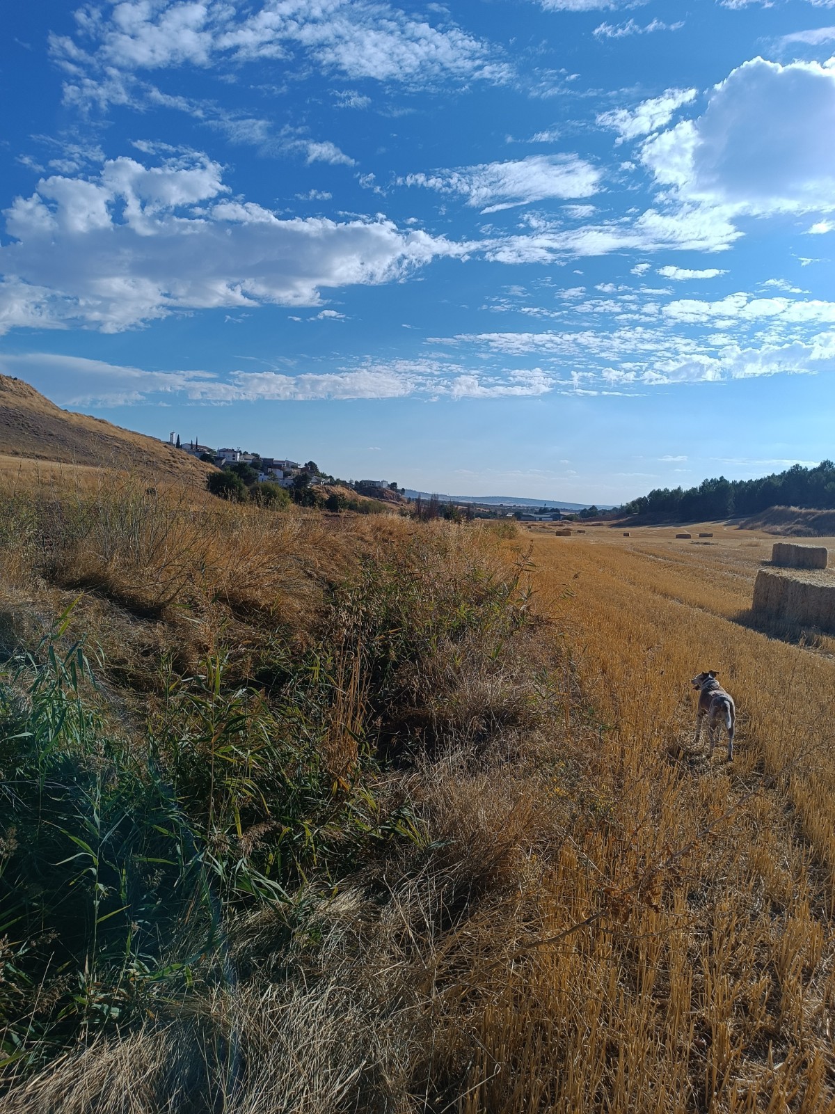 Acondicionamiento del arroyo Hortizuela en Torrejoncillo del Rey